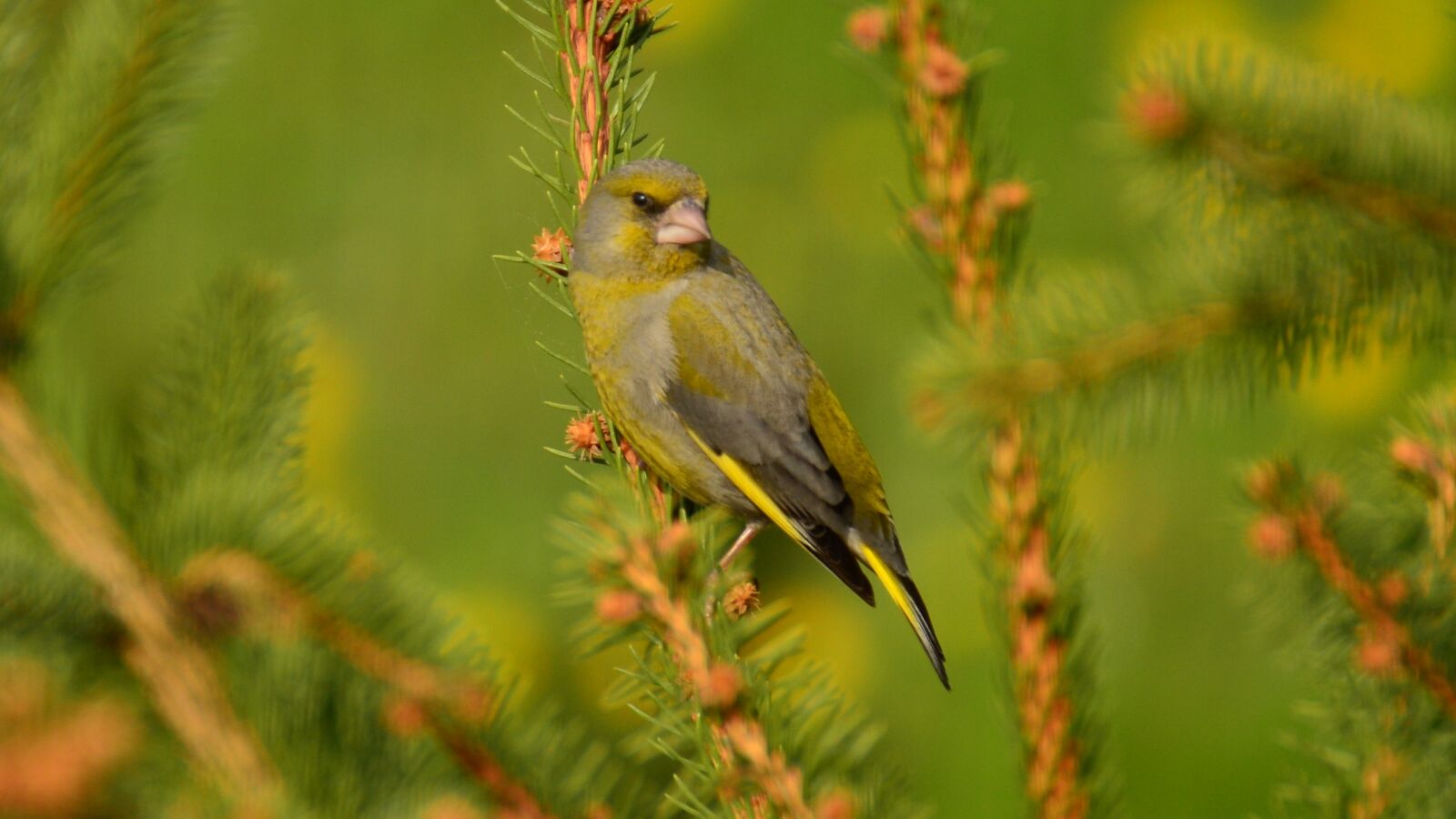 Nikon D3200 sample photo. Bird, spruce, poland photography