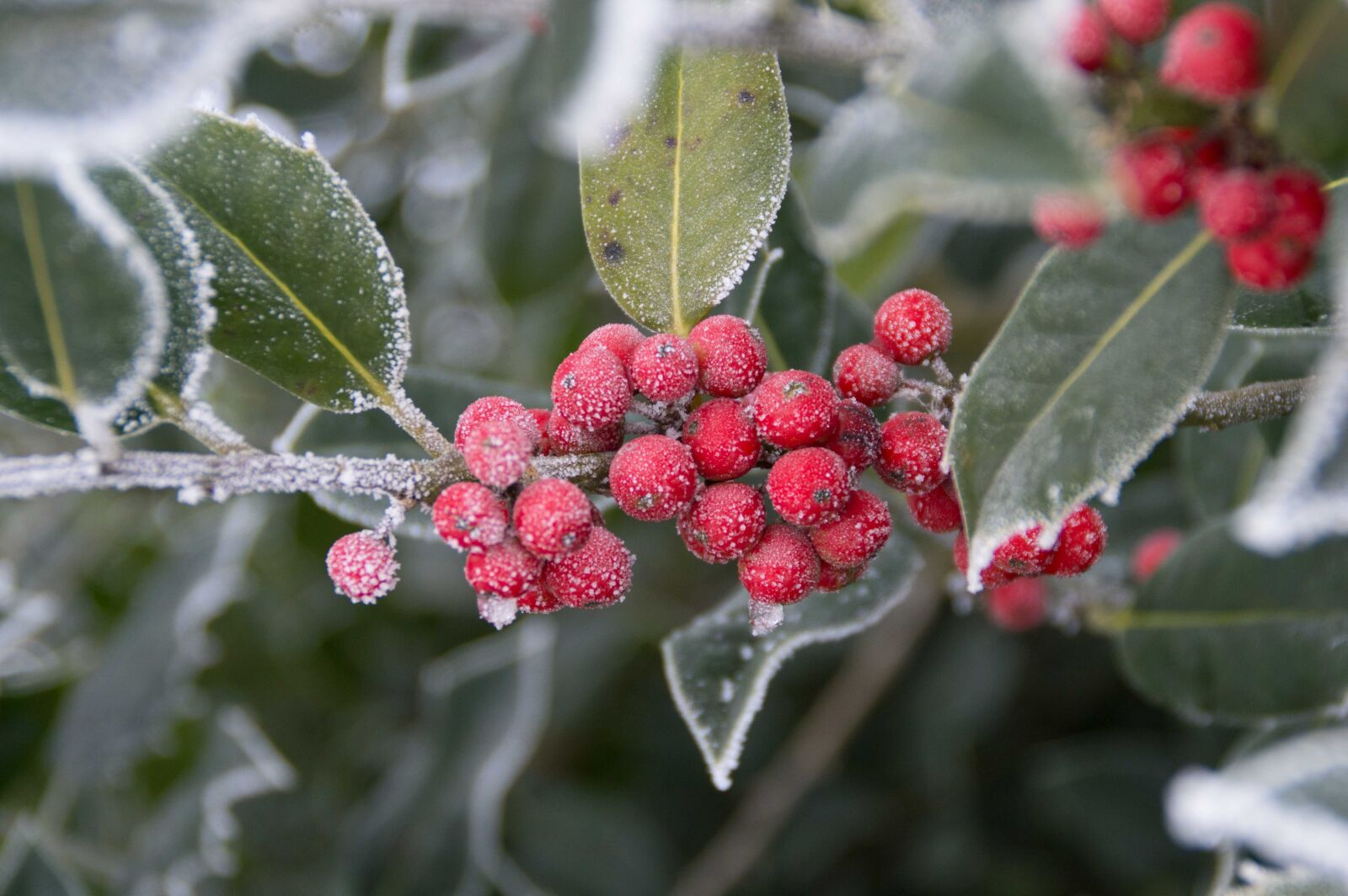 Nikon D3200 sample photo. Winter, berry, hulst photography