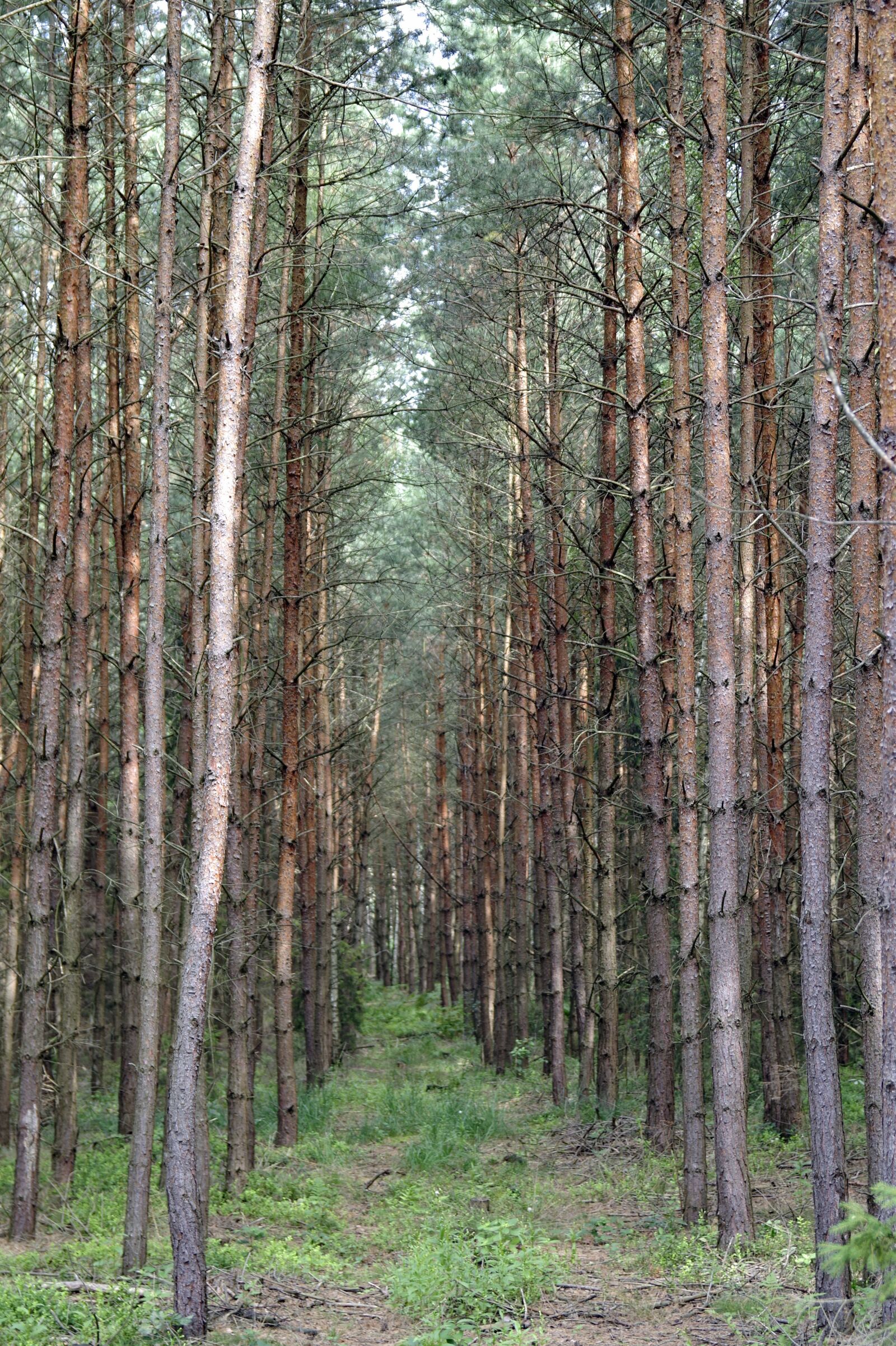 Pentax K-S2 sample photo. Spruce, tree, pine photography