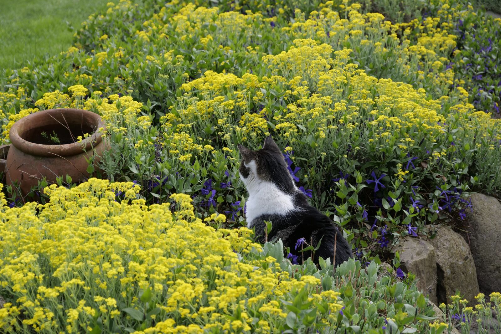Panasonic Lumix DC-G9 sample photo. Flower, nature, cat photography