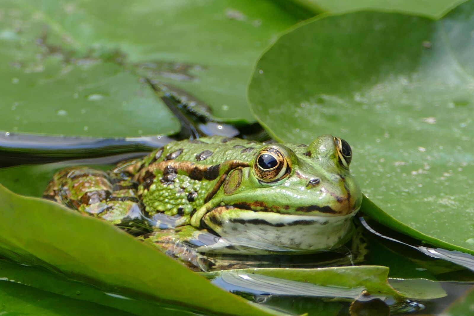 Panasonic Lumix DMC-FZ1000 sample photo. Frog, green, animal photography