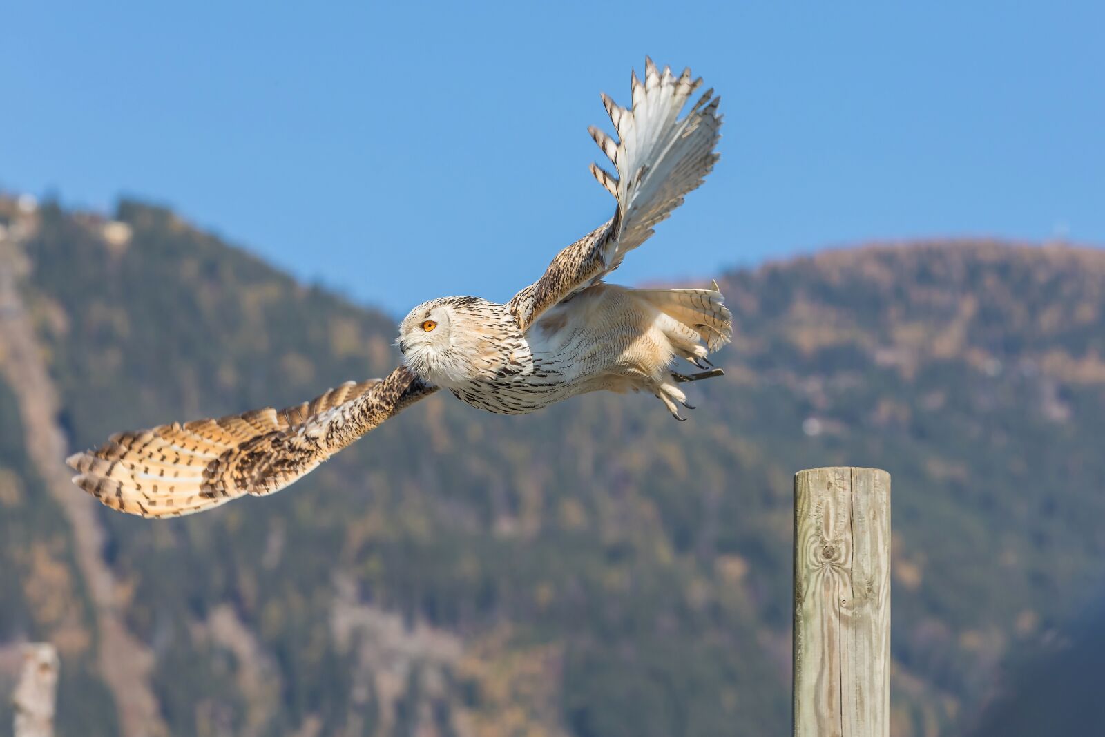 Canon EOS 5D Mark IV sample photo. Rasputin, eagle owl, adler photography