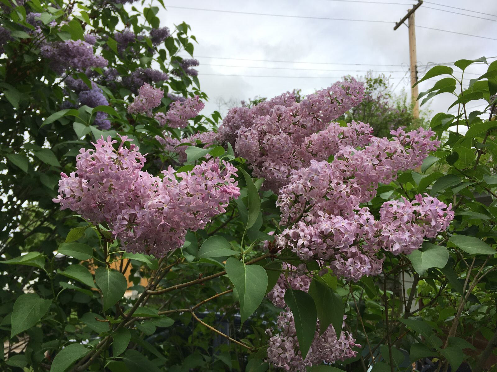 iPhone SE back camera 4.15mm f/2.2 sample photo. Lilac, purple, lavender photography