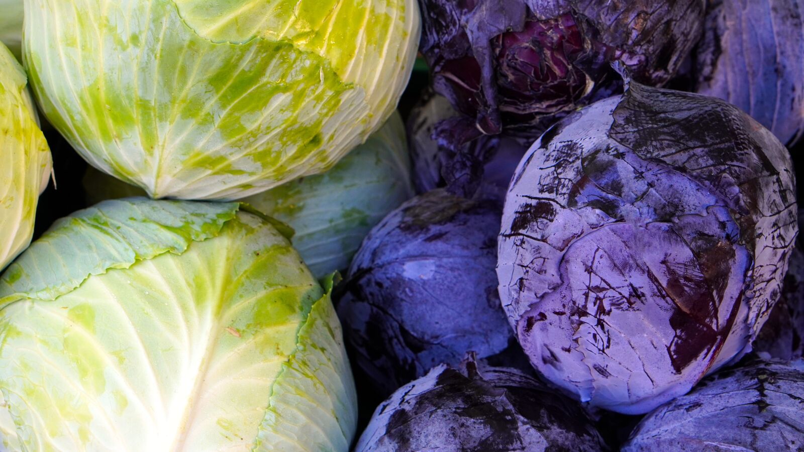 E 50mm F1.8 OSS sample photo. Kohl, red cabbage, white photography