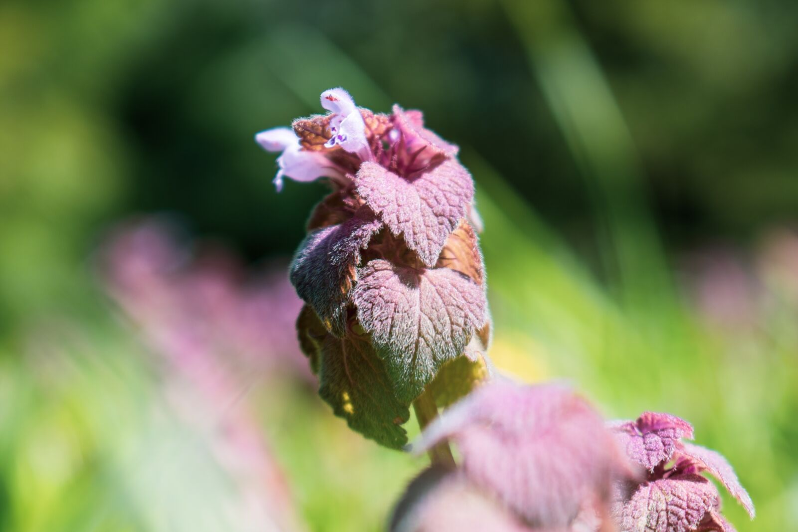 Nikon D5600 sample photo. Pink, flower, purple photography