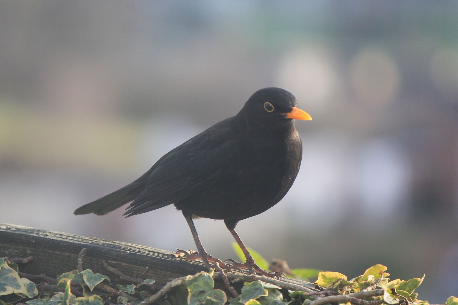 Canon EOS 1100D (EOS Rebel T3 / EOS Kiss X50) sample photo. Bird, blackbird, garden bird photography