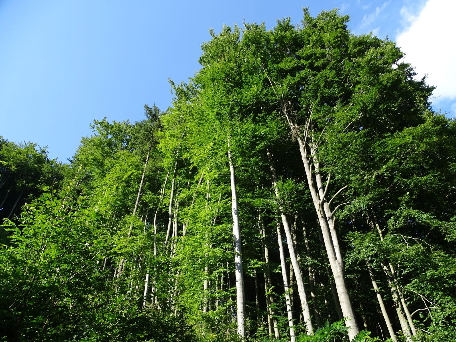 Sony Cyber-shot DSC-HX400V sample photo. Trees, forest, crooked forest photography