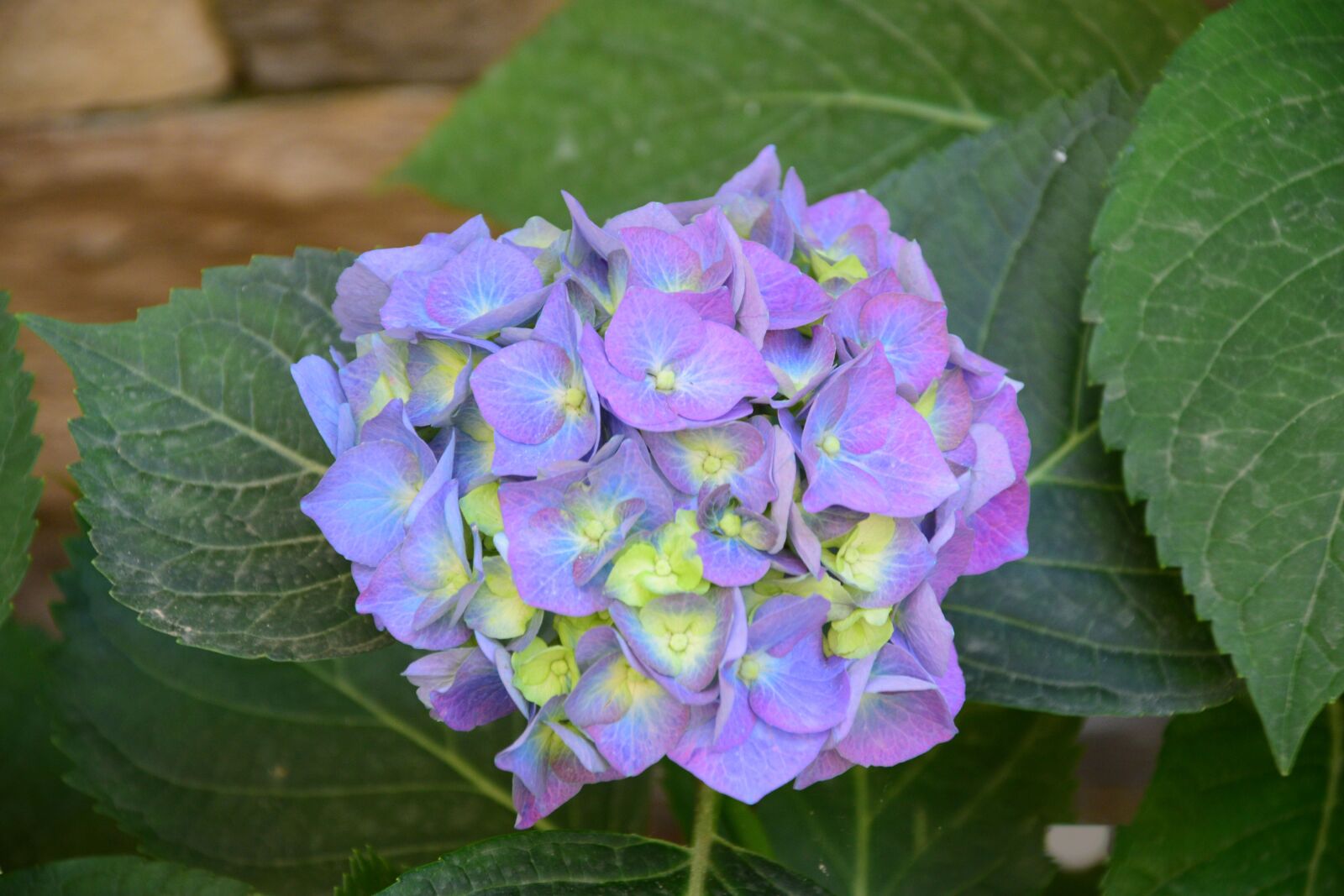Nikon D3300 sample photo. Flower, garden, summer photography