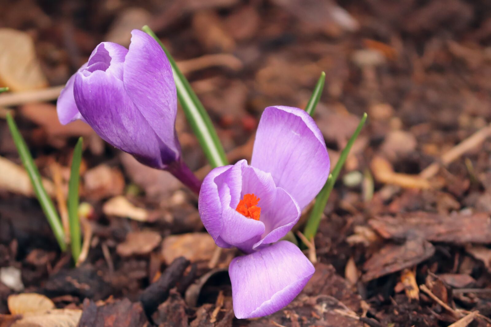 Canon EOS 200D (EOS Rebel SL2 / EOS Kiss X9) sample photo. Crocus, spring, lenz photography