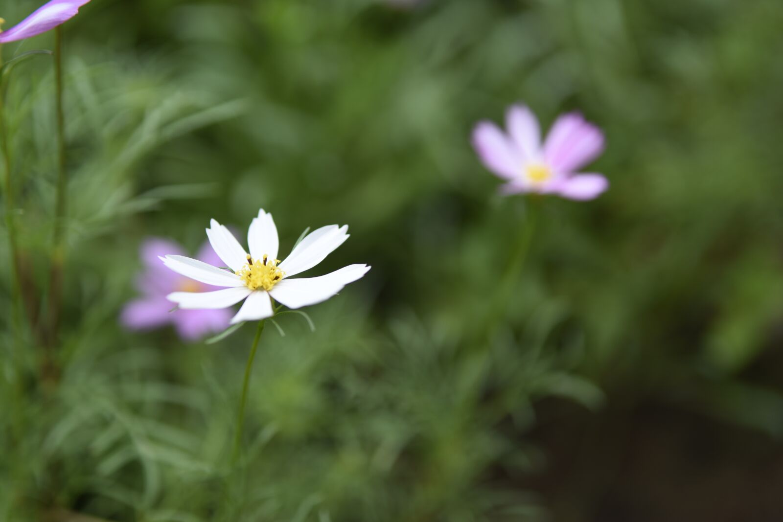 Nikon D7200 sample photo. Flowers, white flower, green photography