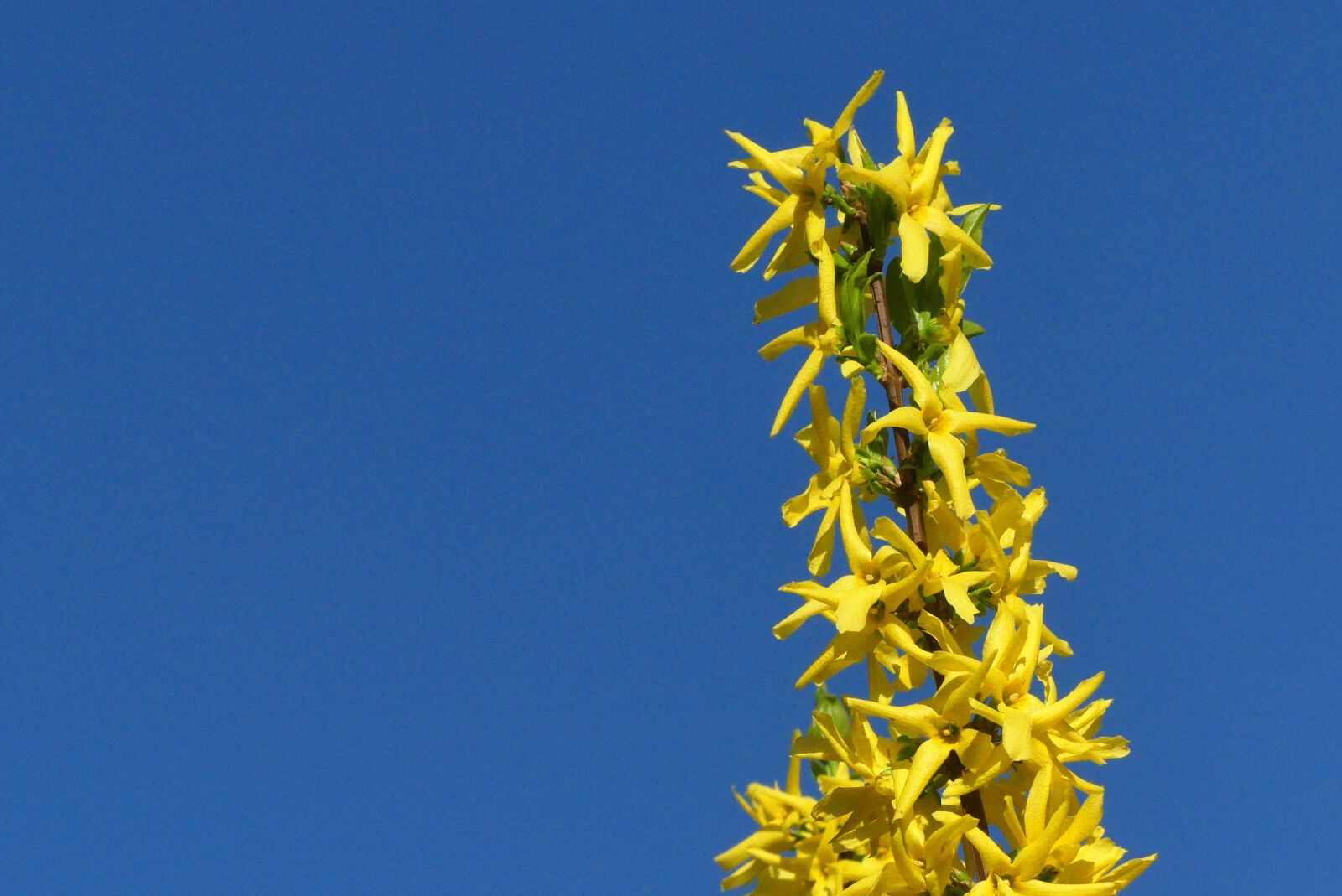 Panasonic Lumix DMC-FZ300 sample photo. No one, nature, at photography