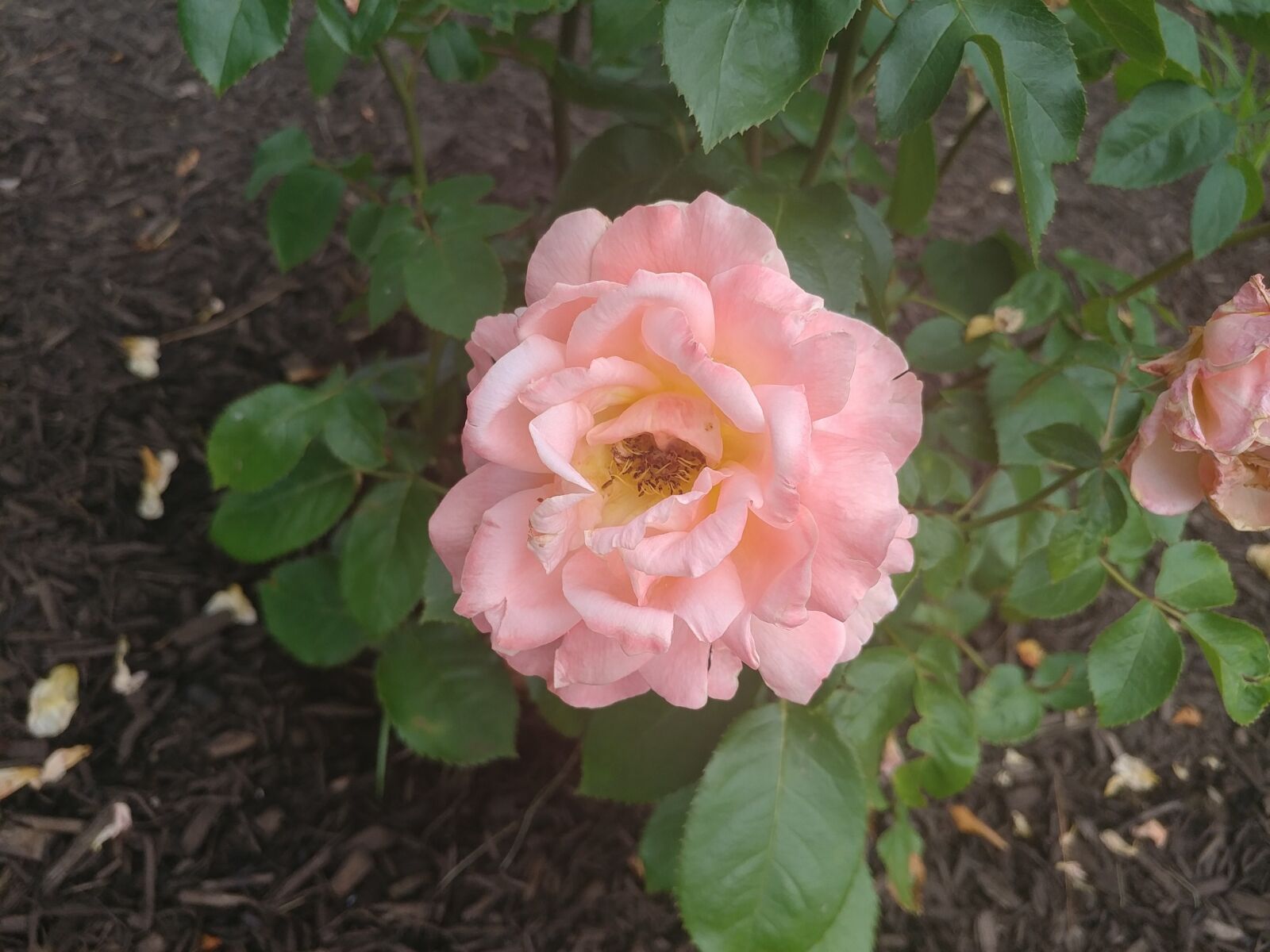 LG V20 sample photo. Flower, garden, rose photography