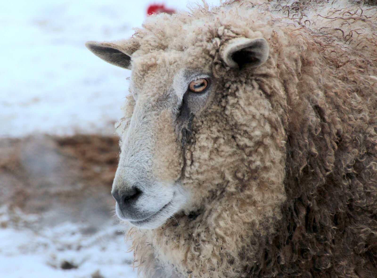 Canon EOS 650D (EOS Rebel T4i / EOS Kiss X6i) sample photo. Sheep, white, animal photography