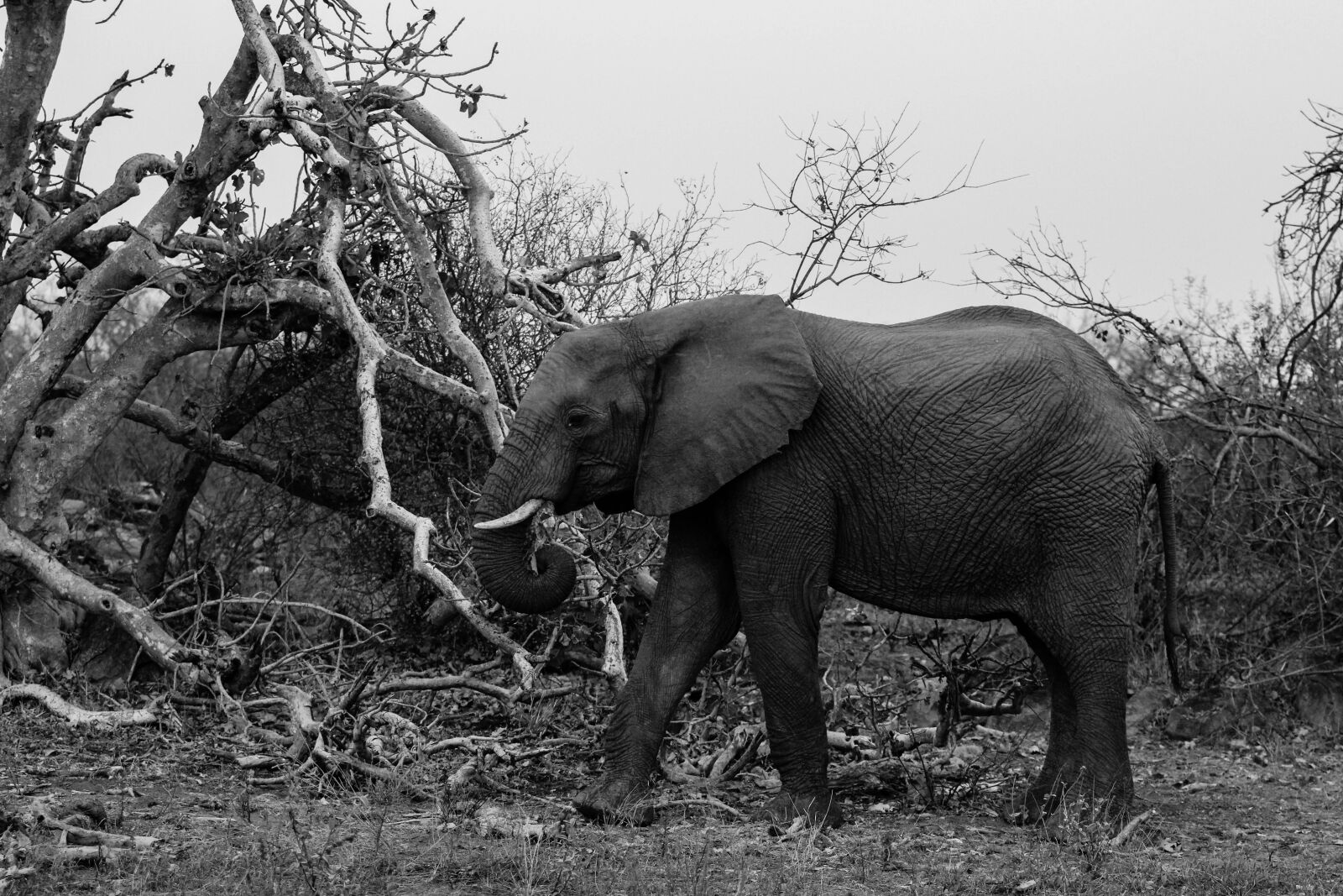 Canon EOS 60D + Canon EF 70-200mm F2.8L USM sample photo. Elephant, wild africa nature photography