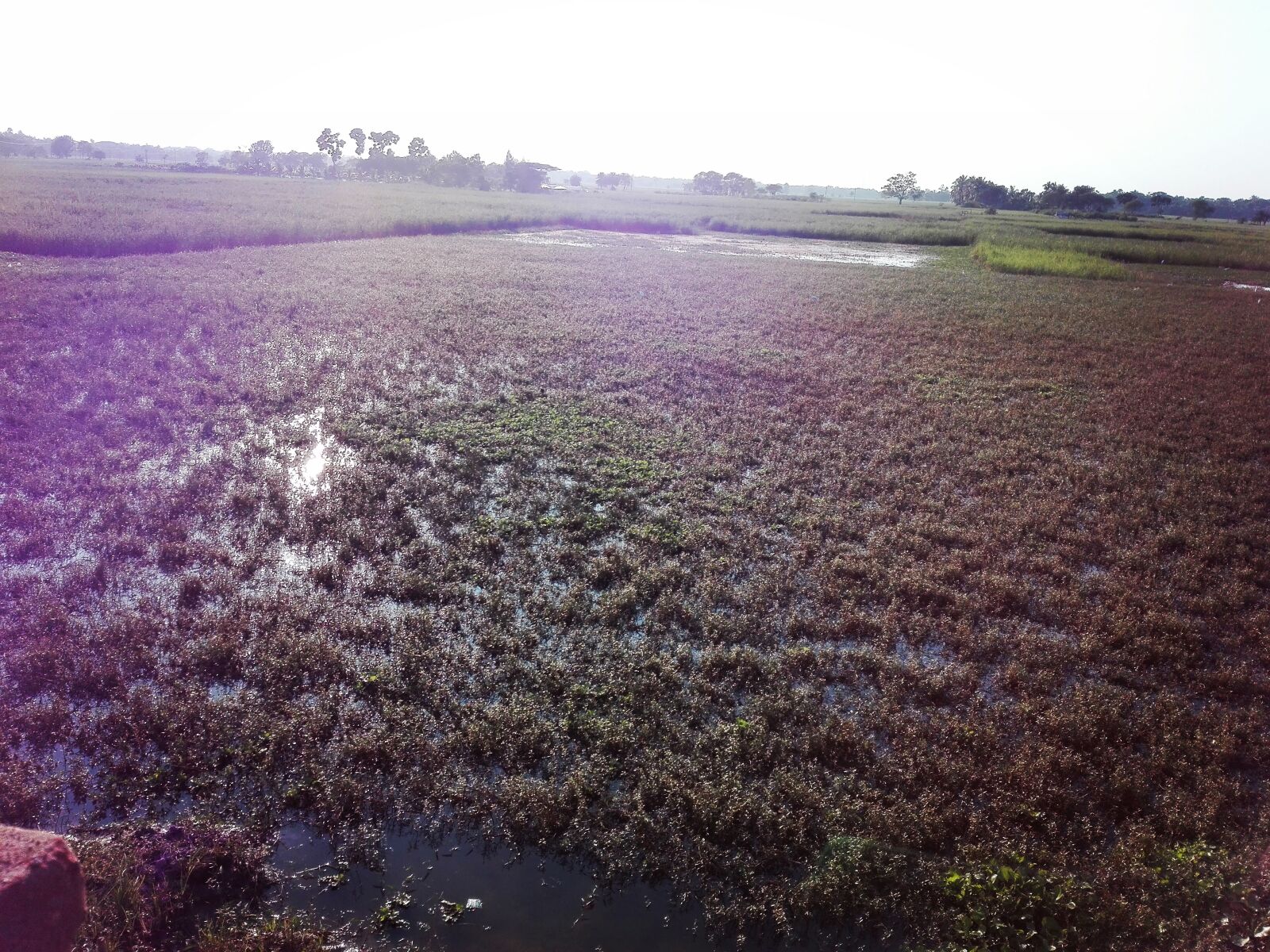 HUAWEI Y6II sample photo. Open, field, village, village photography