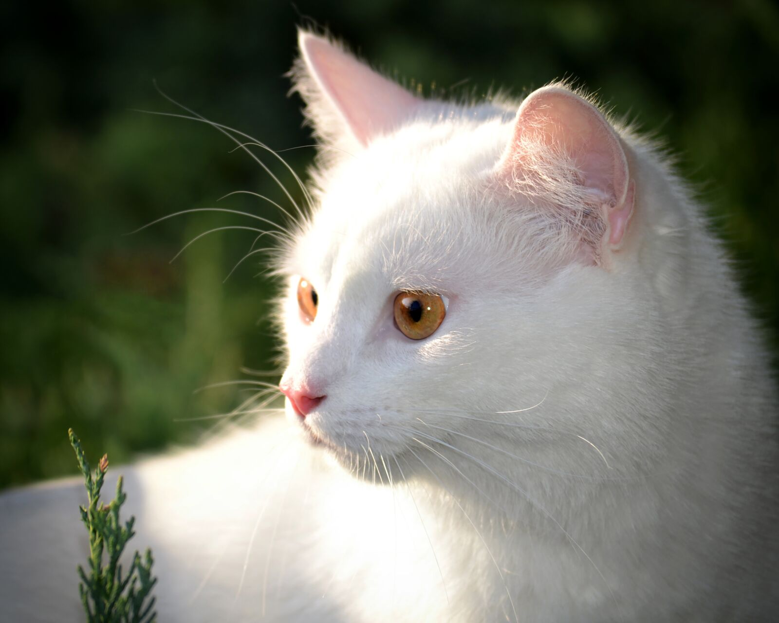 Nikon D3100 sample photo. Cat, white, sun photography
