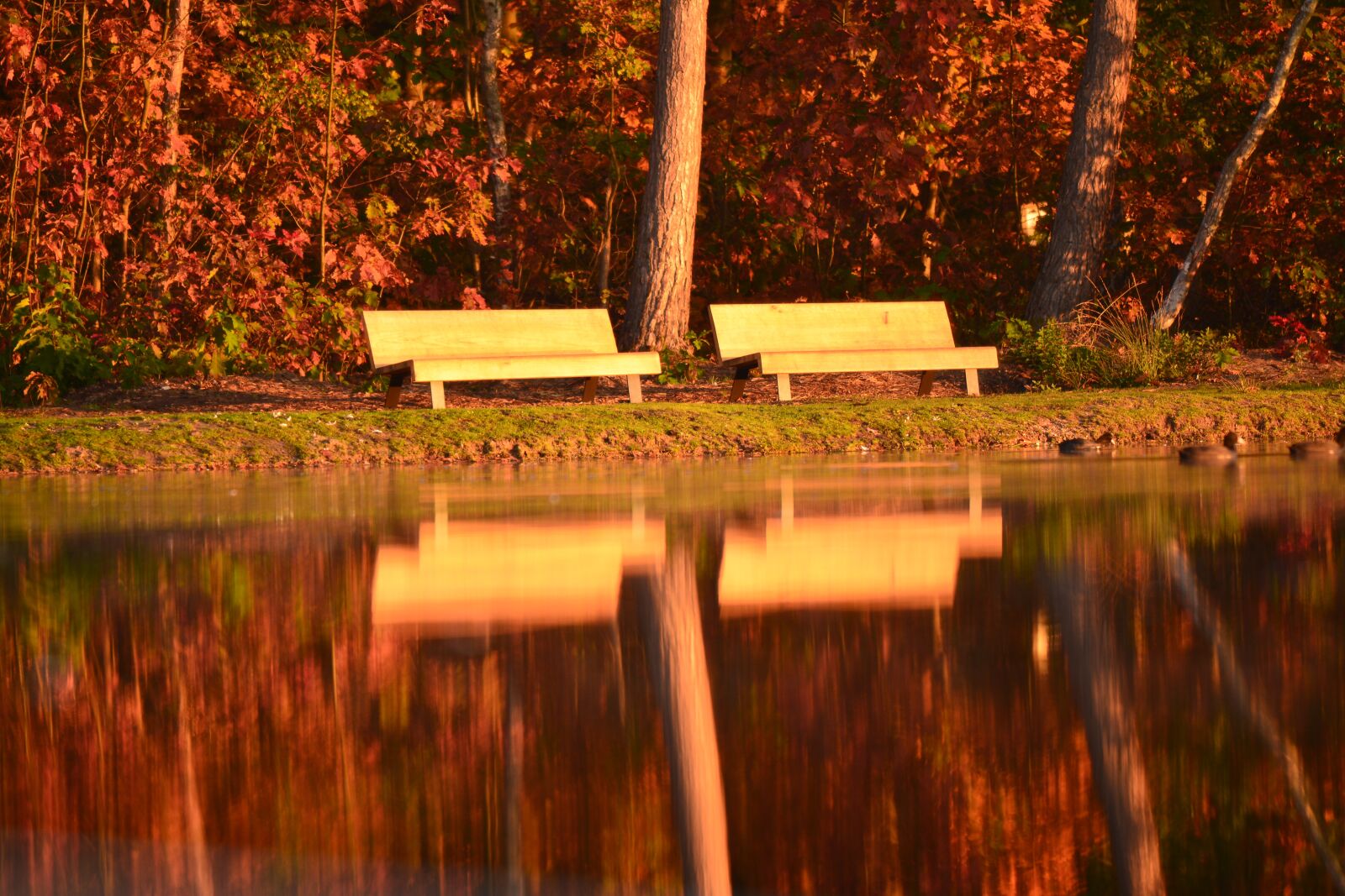 Nikon D7100 sample photo. Nature, bank, morning sun photography