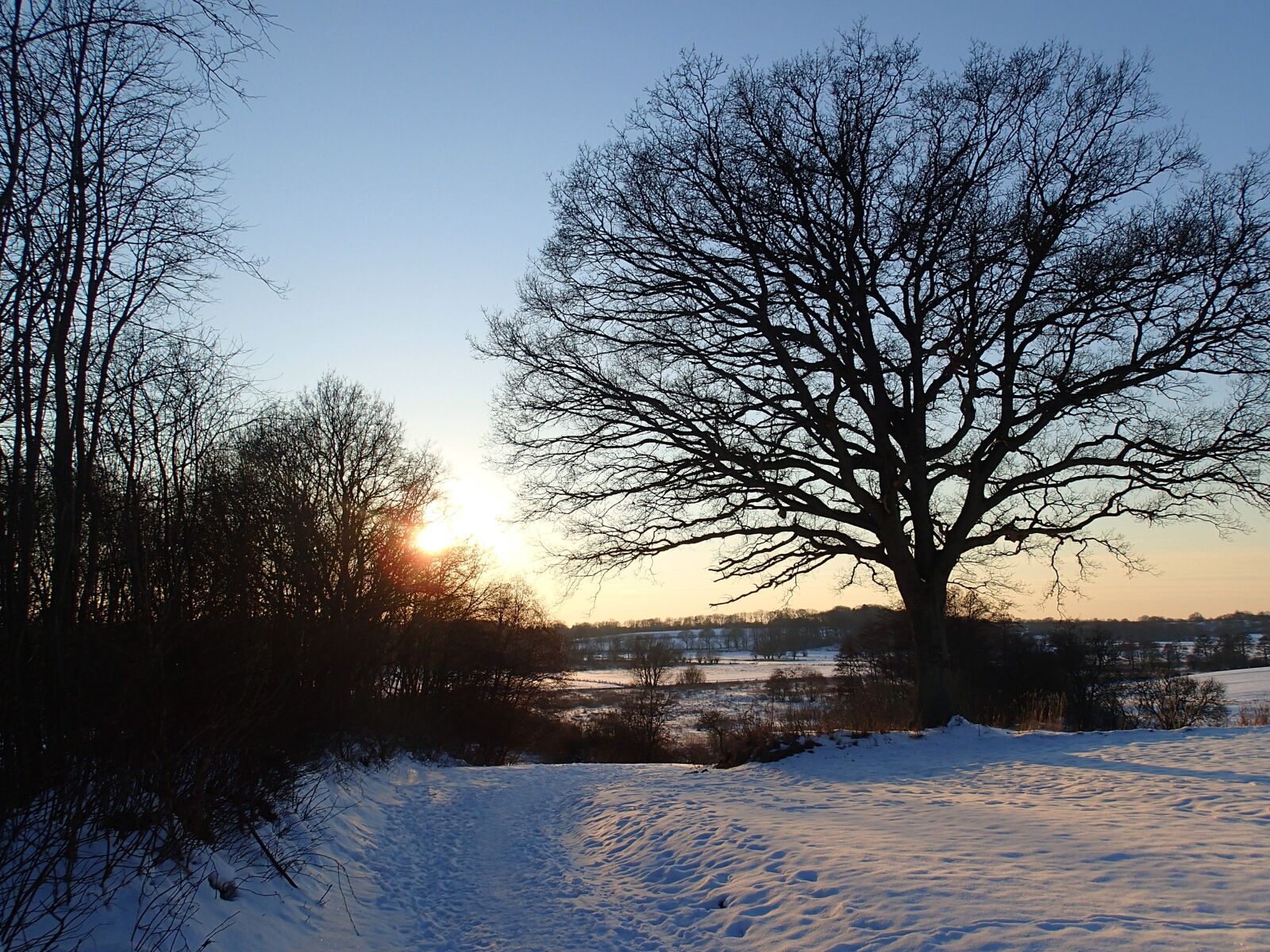 Olympus TG-2 sample photo. Tree, winter, snow photography