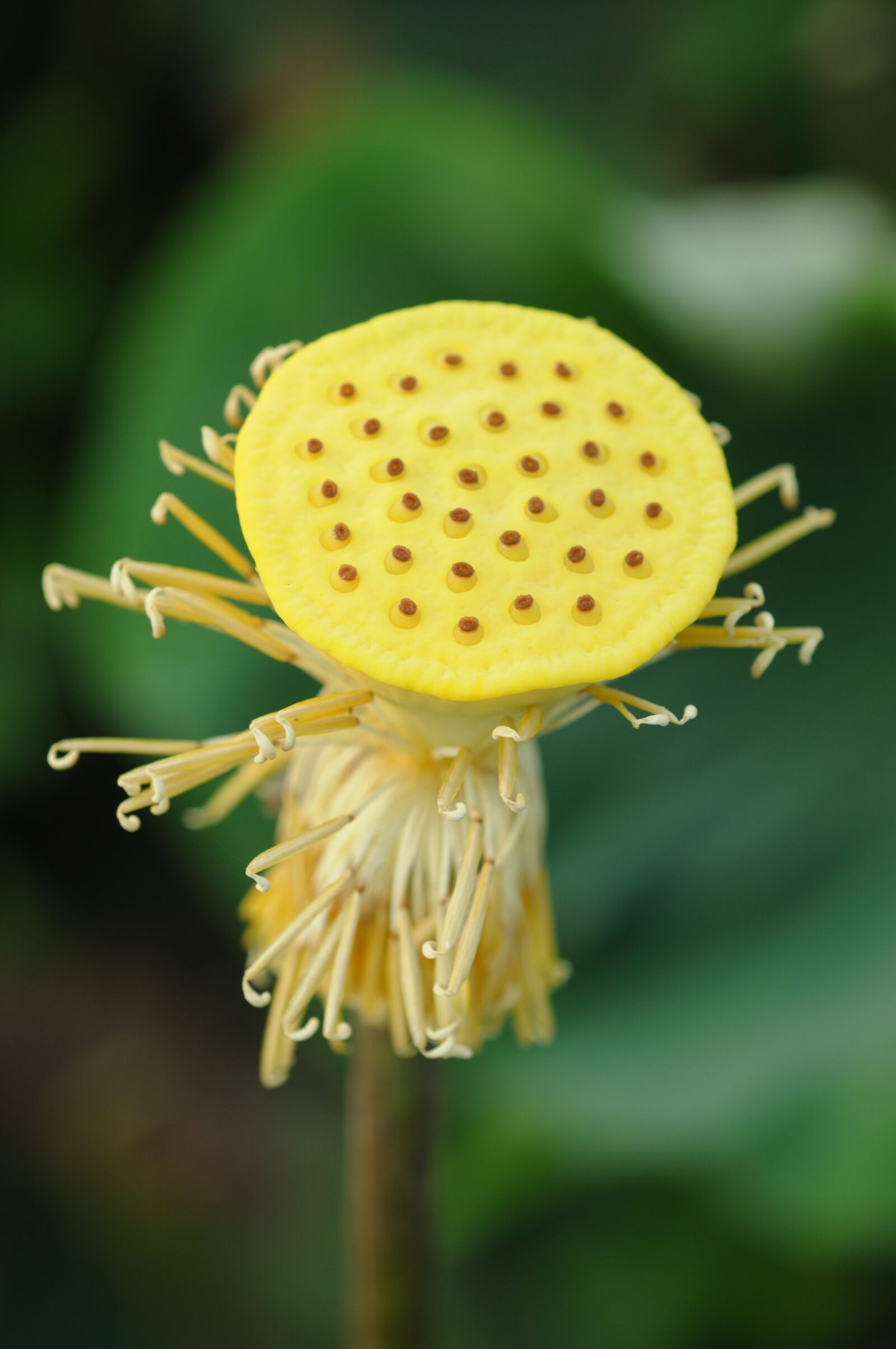 Nikon D300S sample photo. Lotus, flower, green photography