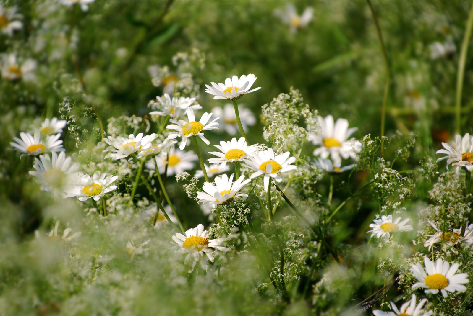 Nikon D80 sample photo. Flower, chamomile, plant photography