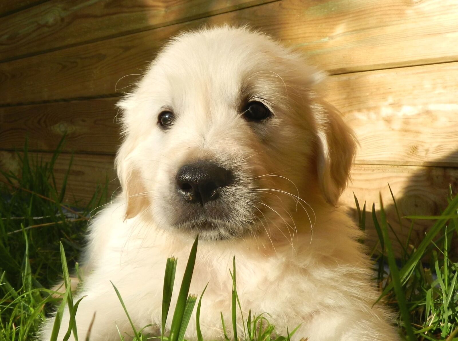Nikon Coolpix P500 sample photo. Dog, grass, pet, looking photography