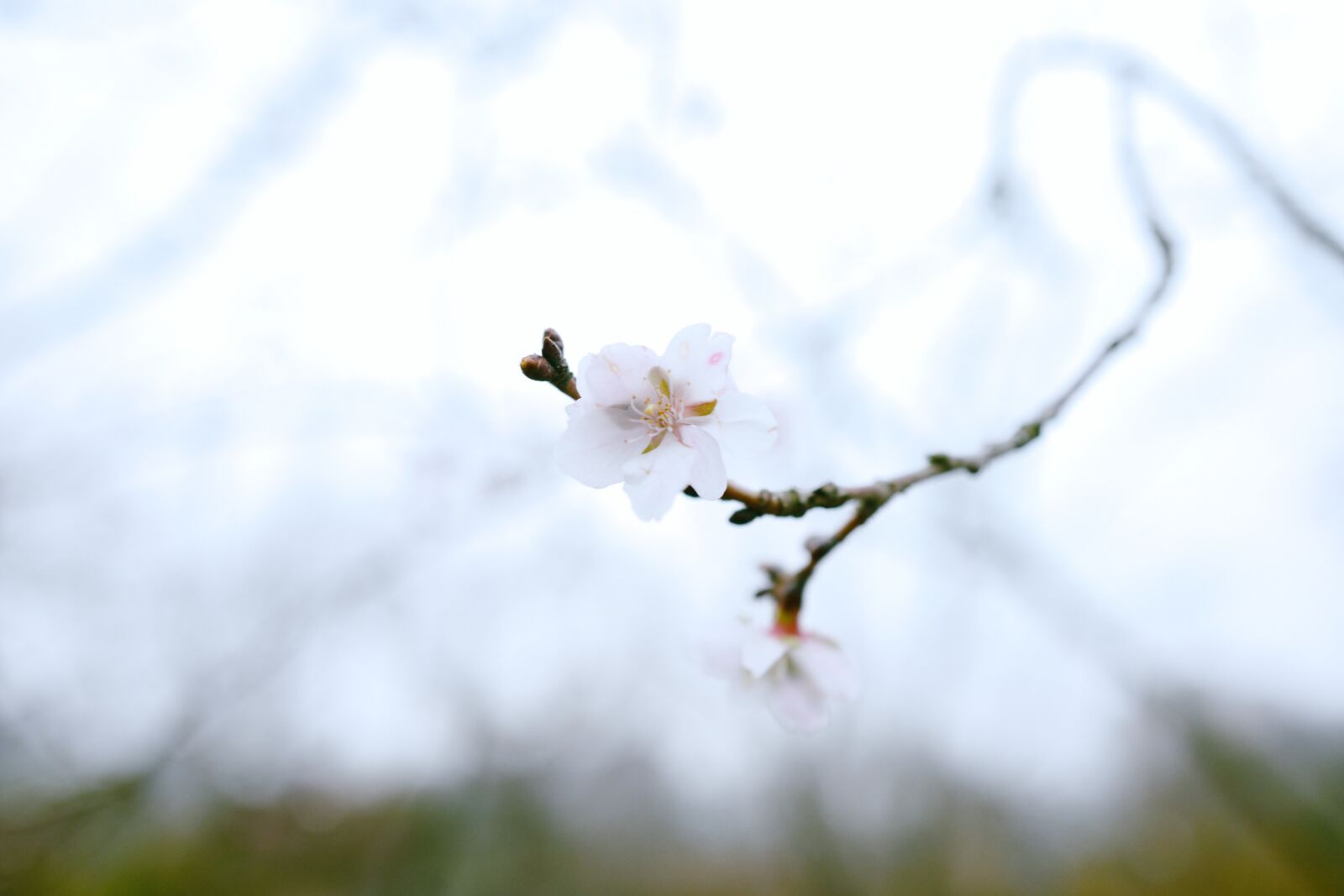 Leica Q (Typ 116) sample photo. Cherry blossom, plant, petal photography