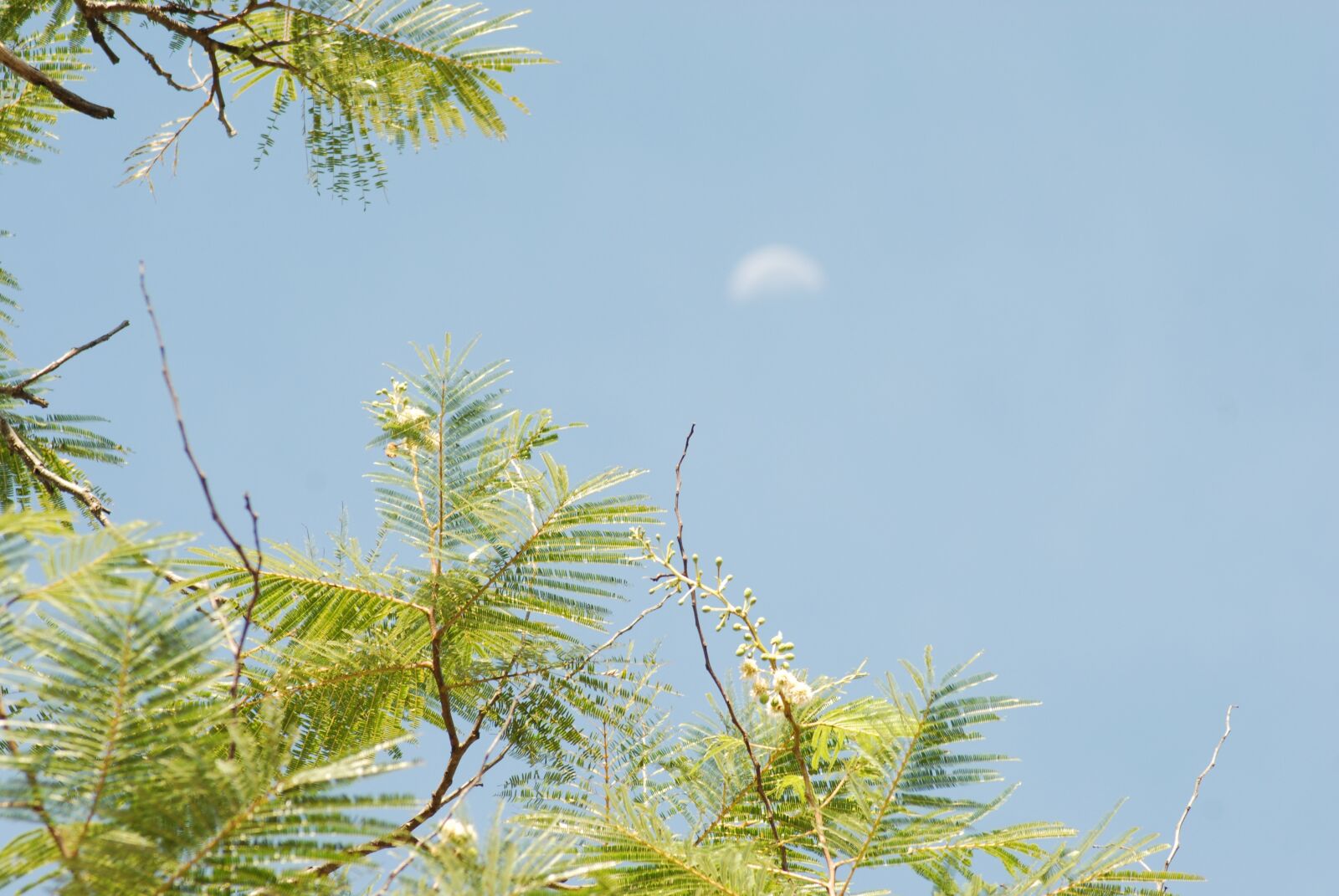 Nikon D200 sample photo. Guajes, moon, landscape photography