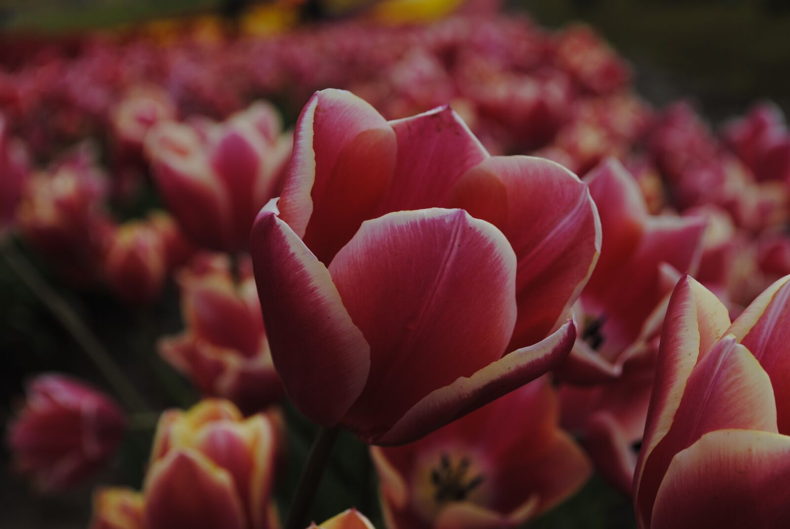 Nikon D3000 sample photo. Tulip, flower, flora photography