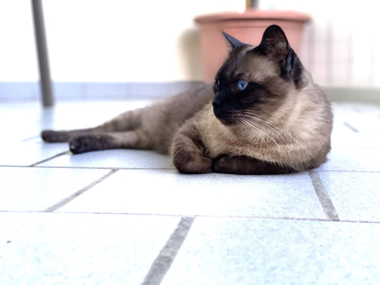 Apple iPhone 11 Pro Max + iPhone 11 Pro Max back dual camera 6mm f/2 sample photo. Cat, siamese cat, siamese photography