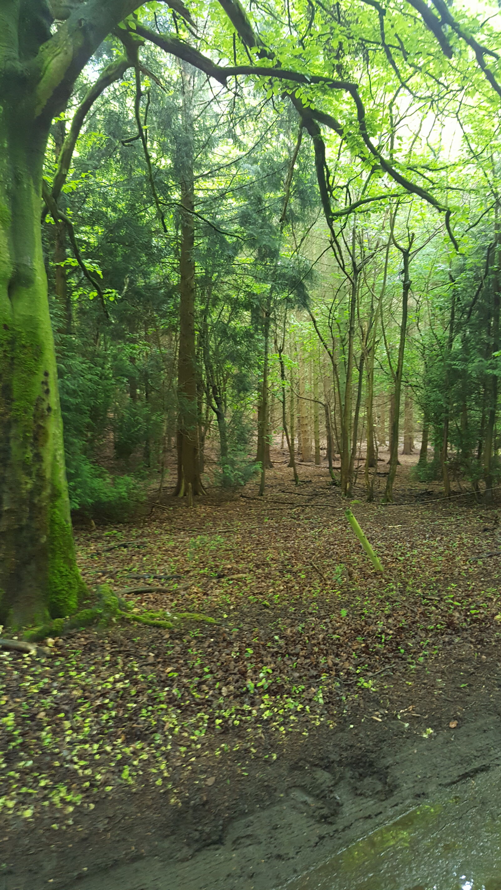 Samsung Galaxy S6 sample photo. Forest photography