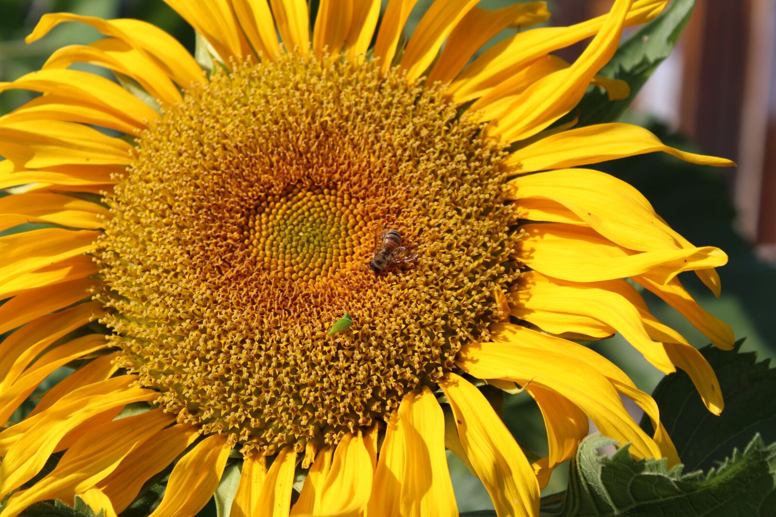 Canon EOS 1300D (EOS Rebel T6 / EOS Kiss X80) sample photo. Sunflower, climate, nature photography