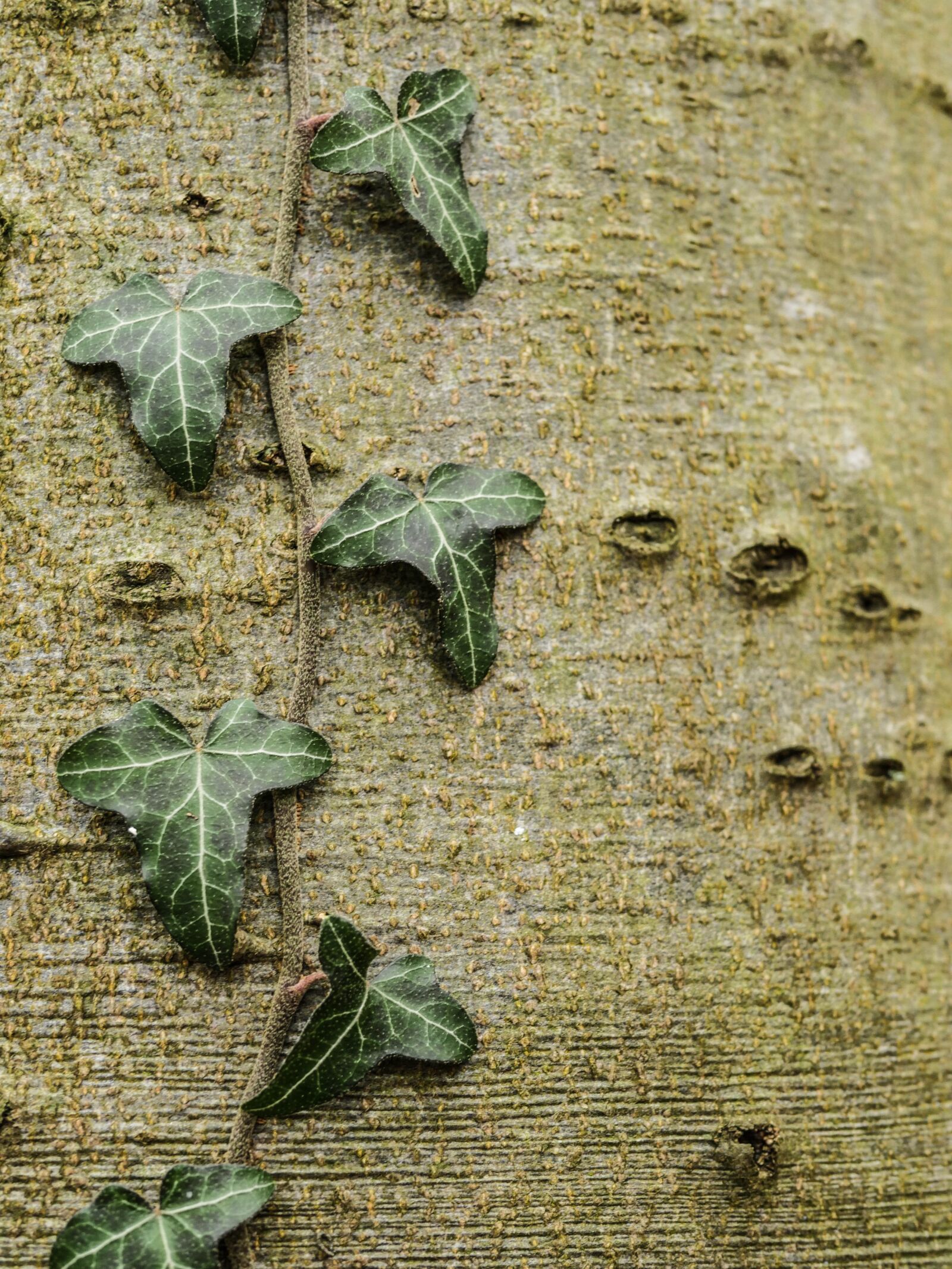 Panasonic Lumix DMC-GX8 sample photo. Alder, ivy, tribe photography