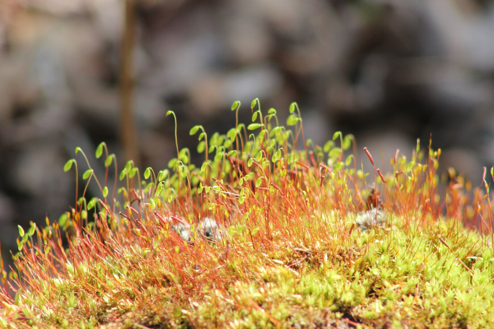 Canon EOS 550D (EOS Rebel T2i / EOS Kiss X4) sample photo. New life, life, spring photography