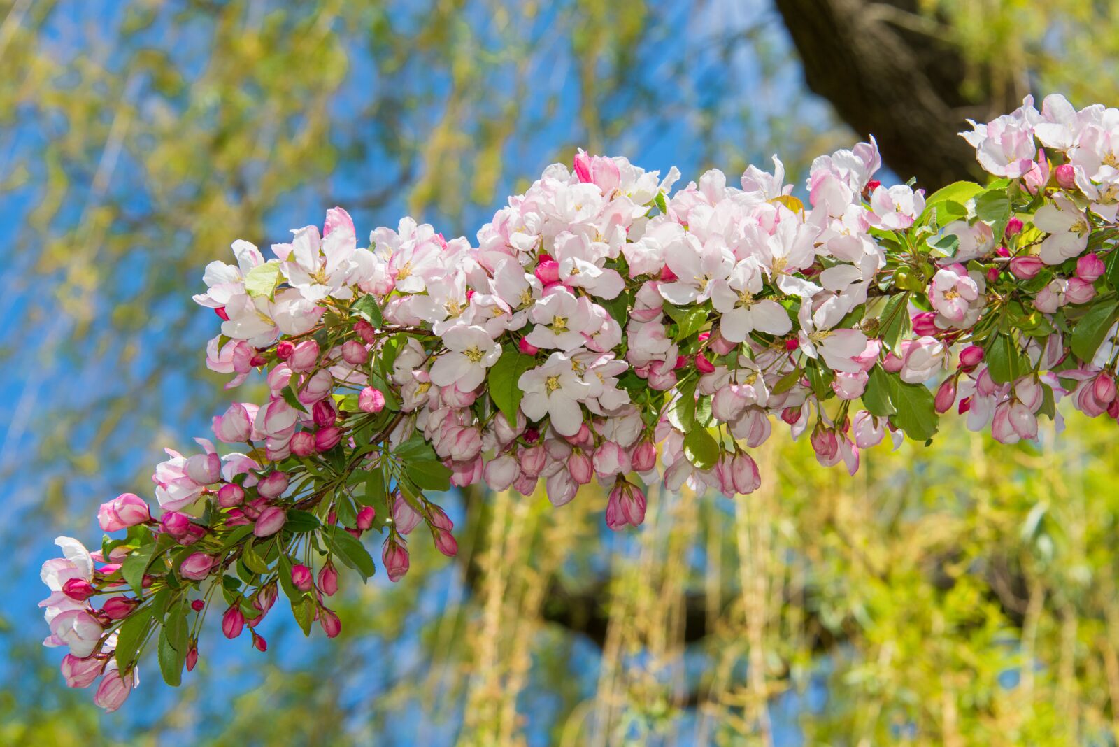 Nikon D800 sample photo. Spring, blossom, bloom photography