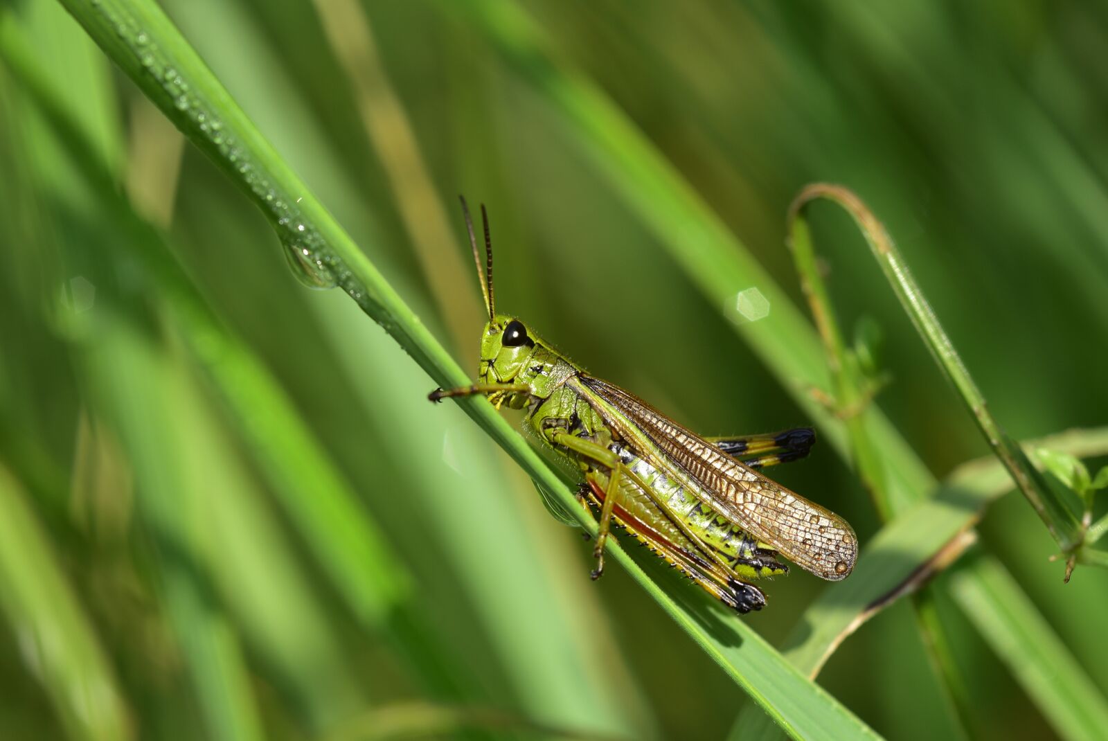 Nikon D750 sample photo. Grasshopper, insect, close up photography