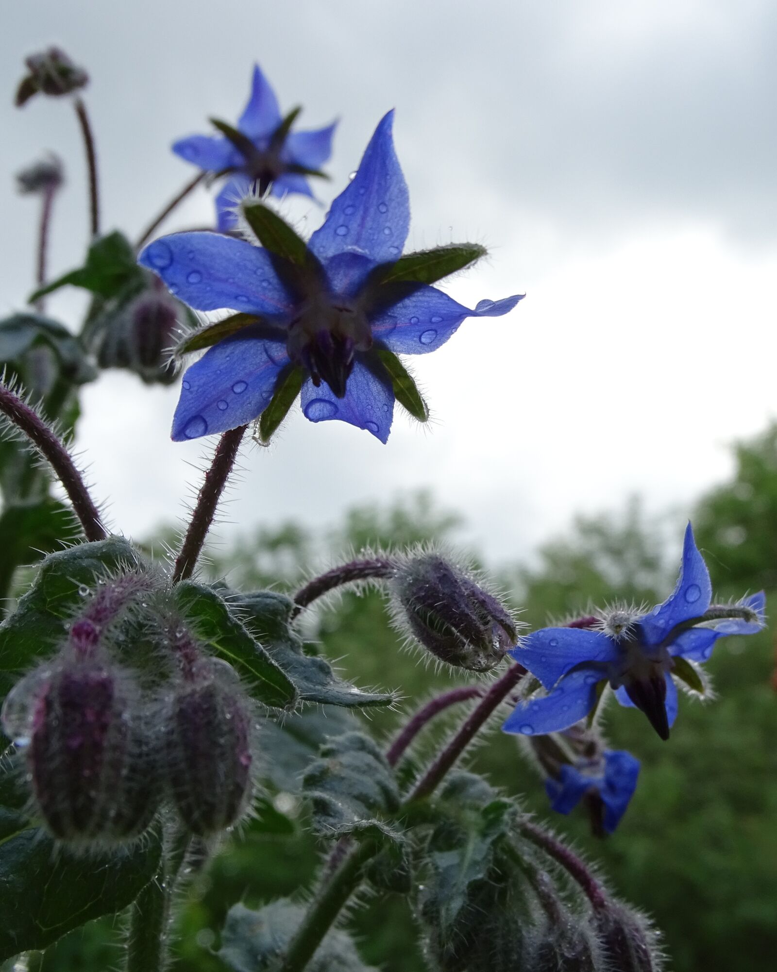 Sony Cyber-shot DSC-HX400V sample photo. Borage, borretschbl te, cucumber photography