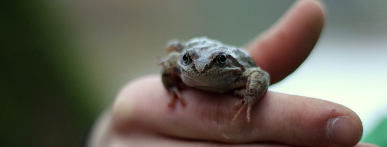 Canon EOS 60D + Canon EF 50mm F1.8 II sample photo. The frog, a toad photography