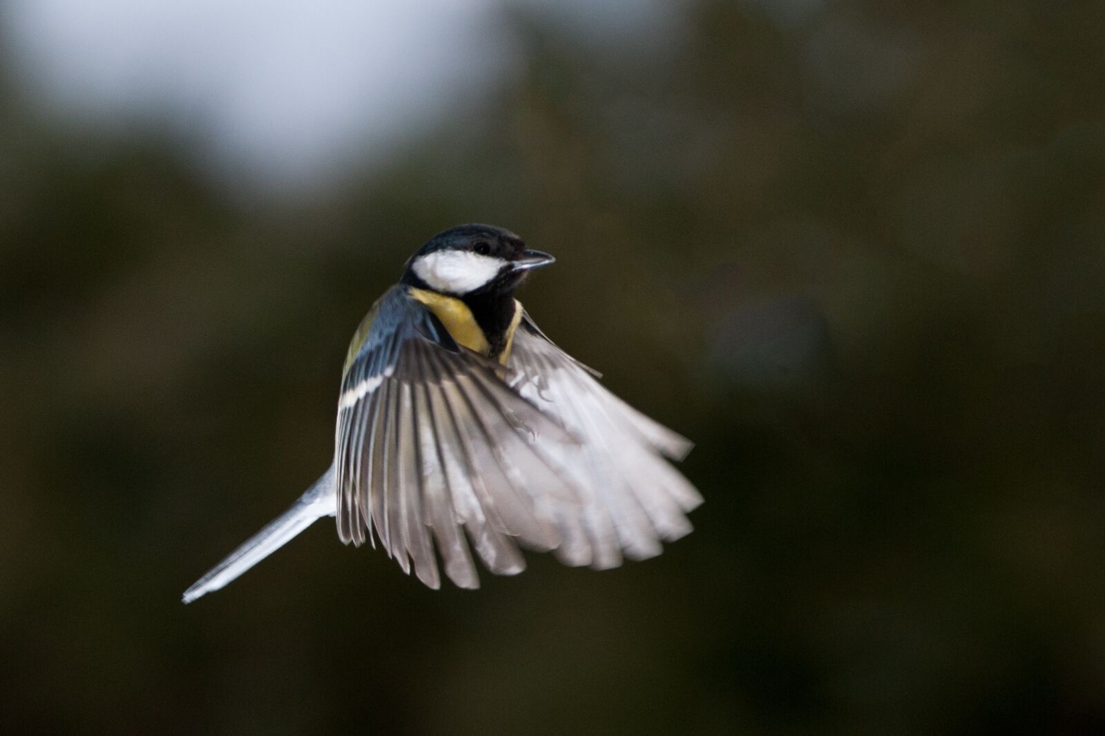 Nikon D3X sample photo. Maise, flying, carbon maise photography