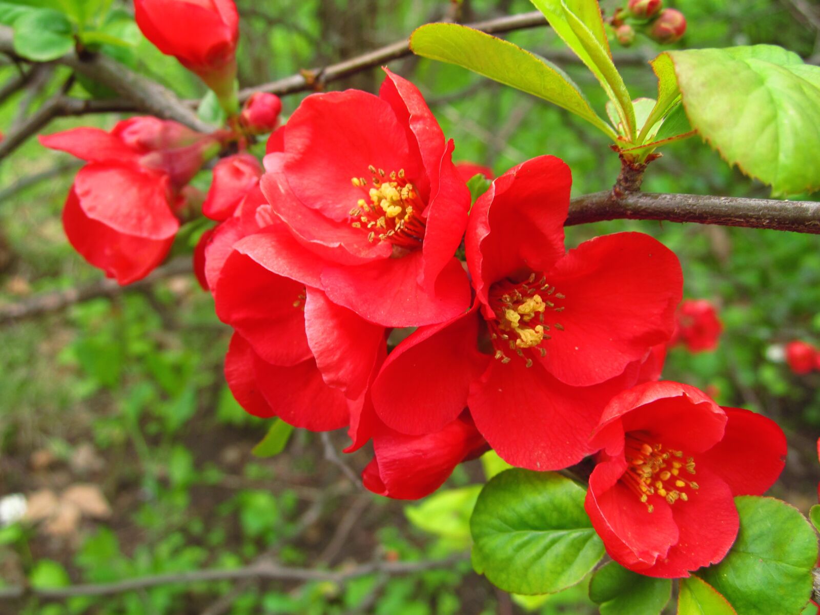 Canon PowerShot SX150 IS sample photo. Blossom, garden, flower photography