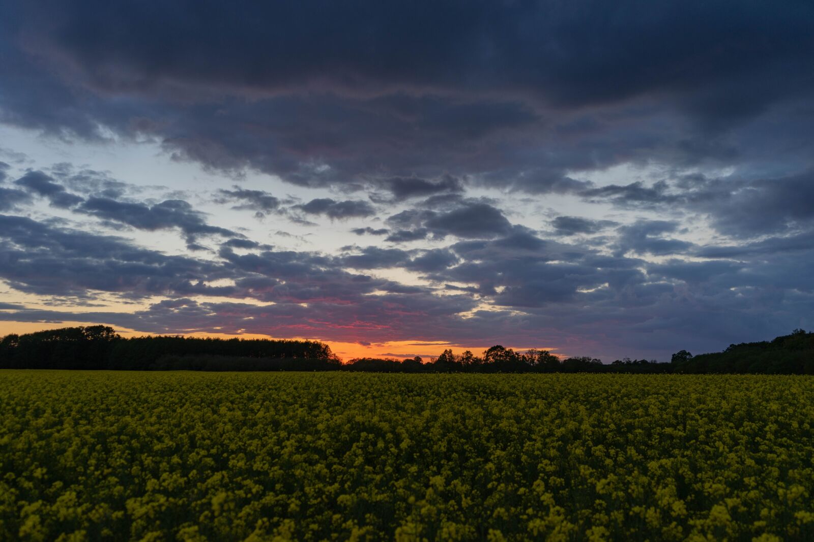 Sony a7 + Sony FE 28-70mm F3.5-5.6 OSS sample photo. Oilseed rape, field of photography