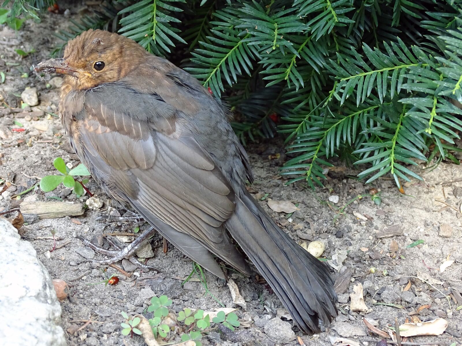 Sony Cyber-shot DSC-HX400V sample photo. Blackbird, songbird, bird photography
