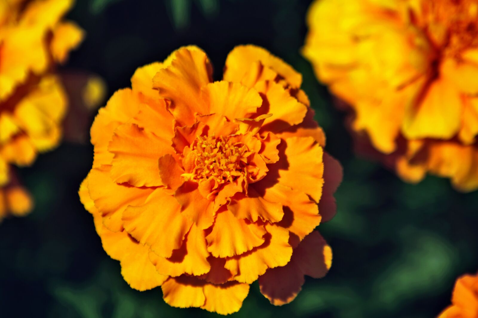 Nikon D7500 sample photo. Yellow, flower, garden photography