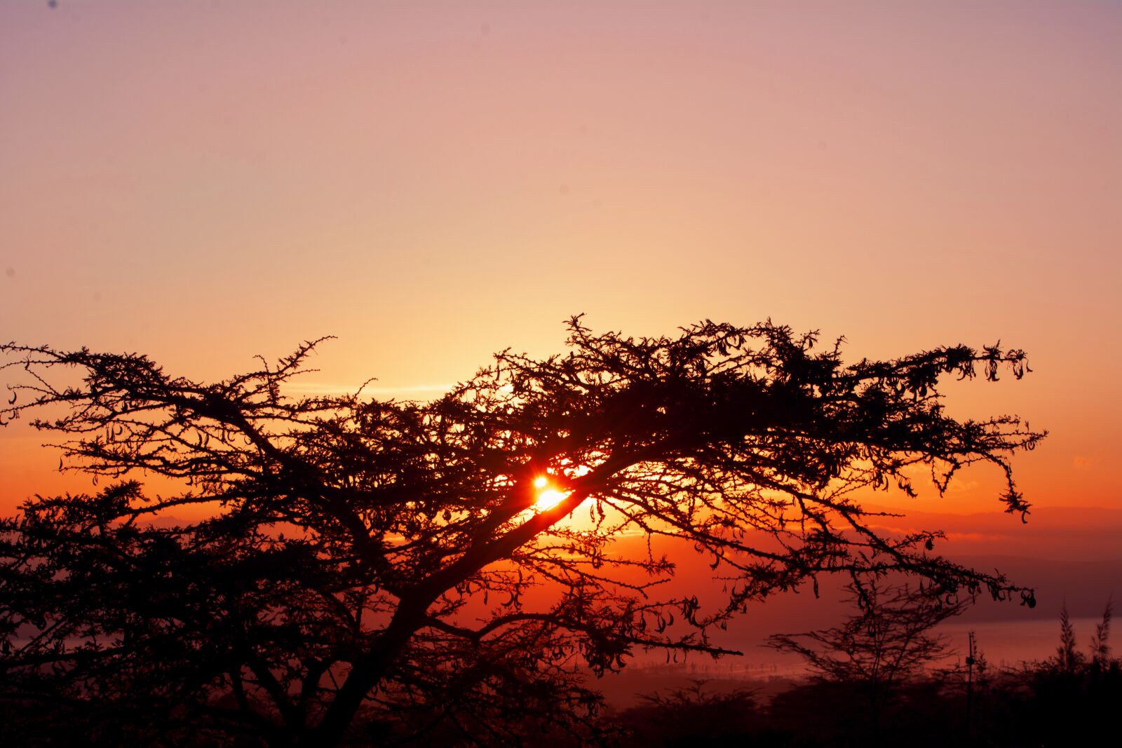 Nikon D7100 sample photo. Tree, sunrise behind tree photography