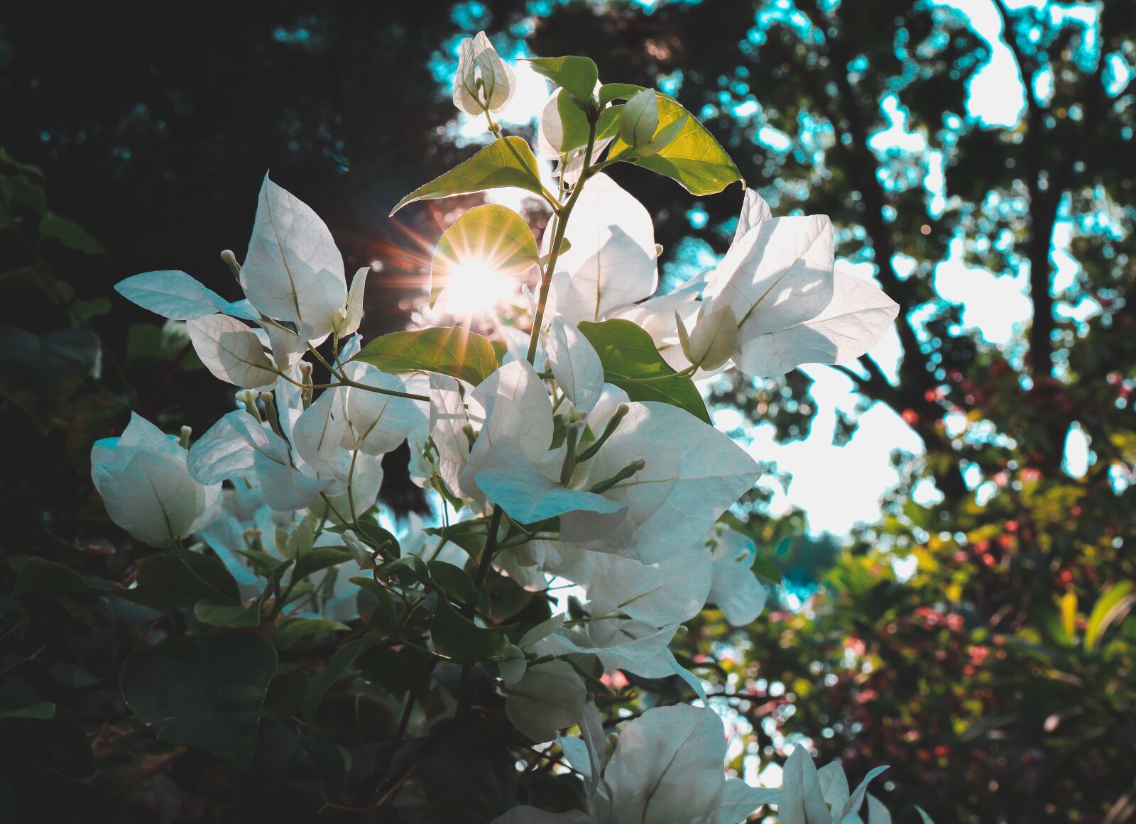 Canon RF 35mm F1.8 IS STM Macro sample photo. The leaves, flower, tree photography