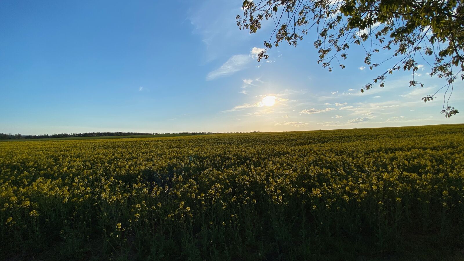 iPhone 11 Pro Max back triple camera 1.54mm f/2.4 sample photo. Backlighting, sunset, field photography