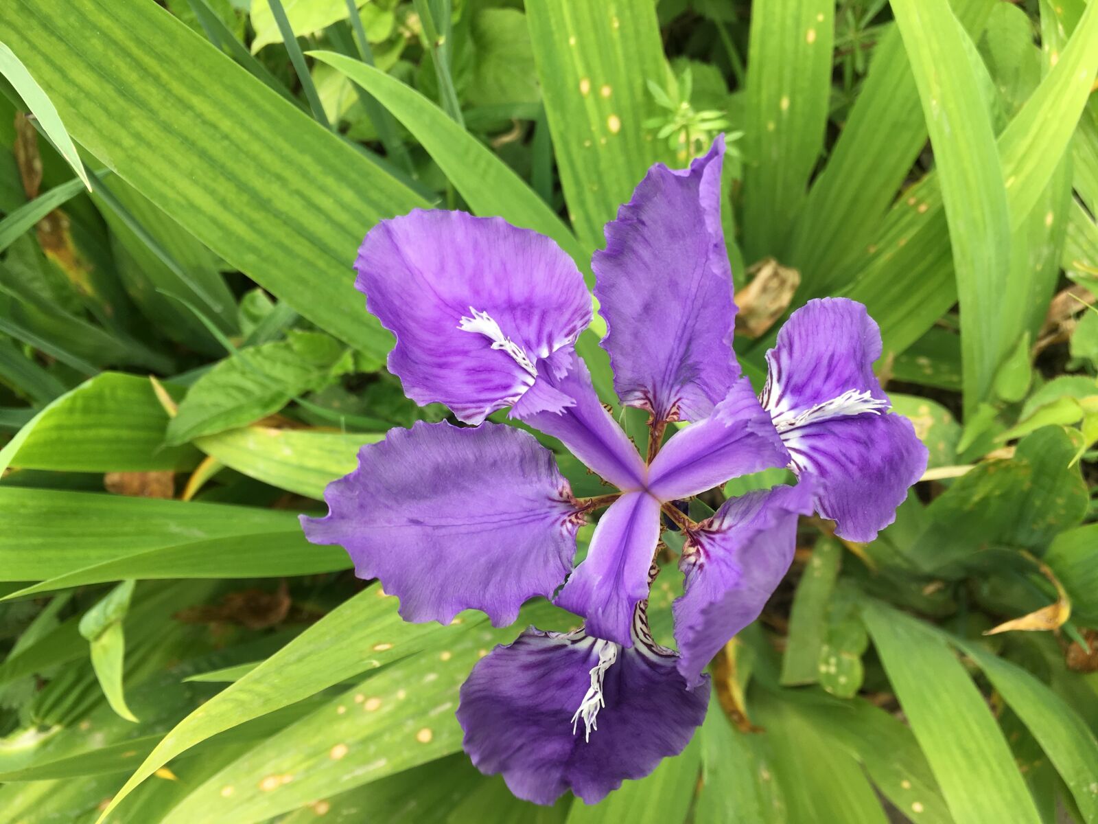 Apple iPhone SE sample photo. Flower, purple, plant photography