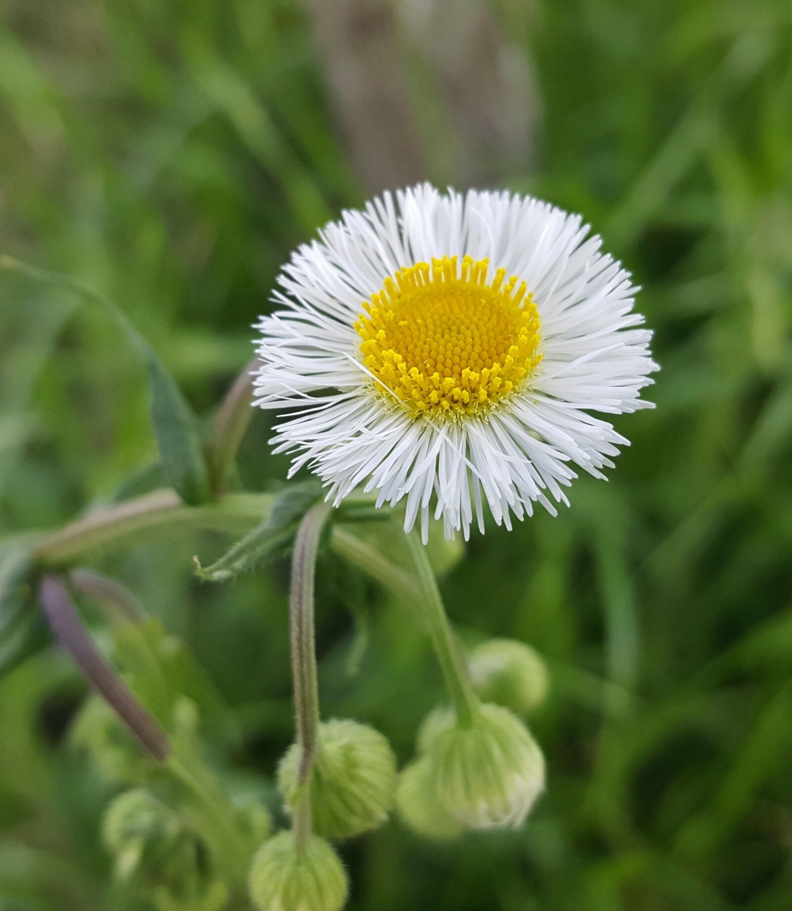 Samsung Galaxy Note5 sample photo. Daisy fleabane, fleabane, flower photography