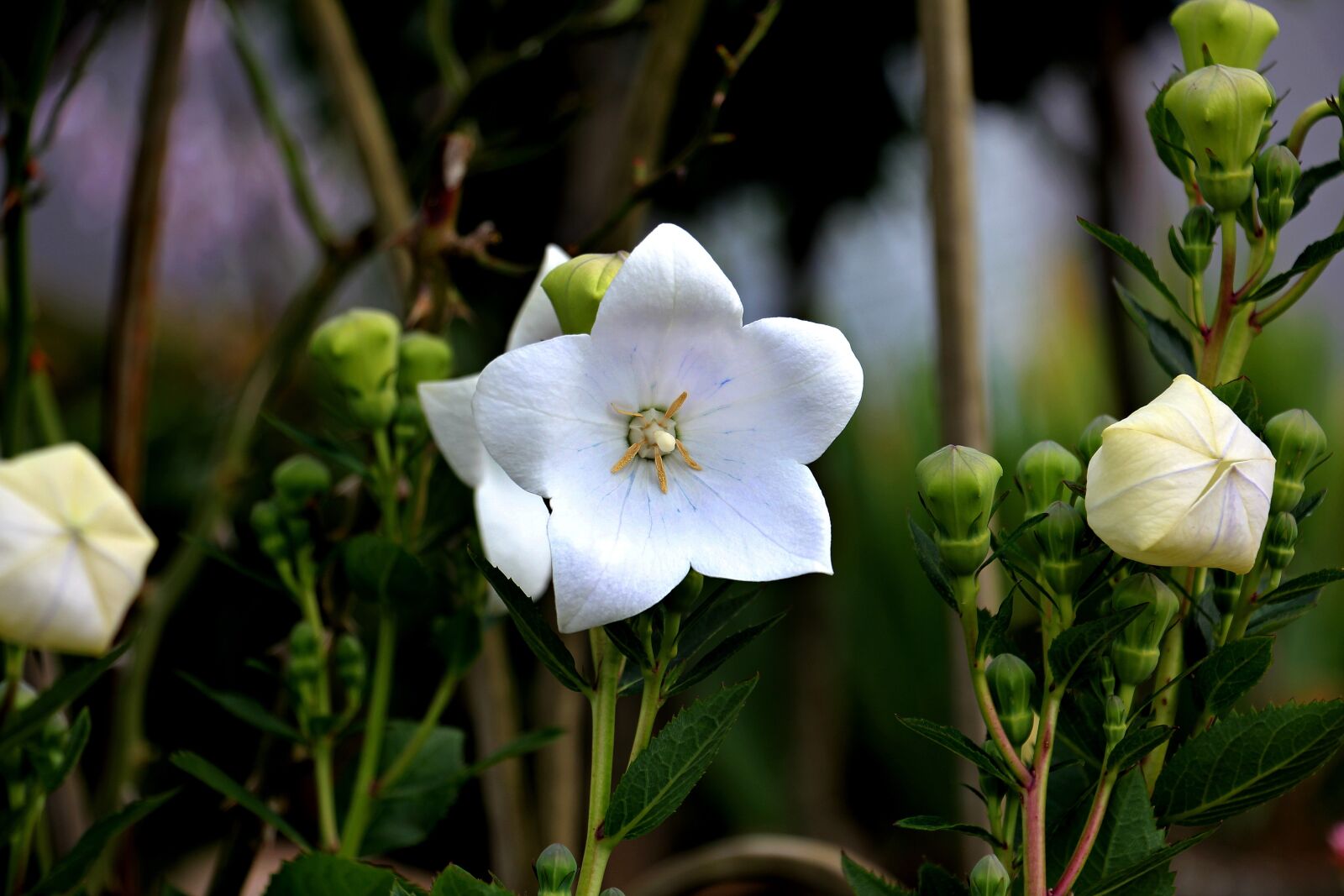 Canon EOS 550D (EOS Rebel T2i / EOS Kiss X4) sample photo. Balloon flower, chinese bellflower photography