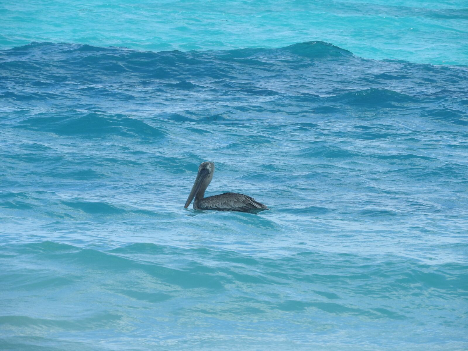 Nikon Coolpix P610 sample photo. Pelican, sea water, water photography