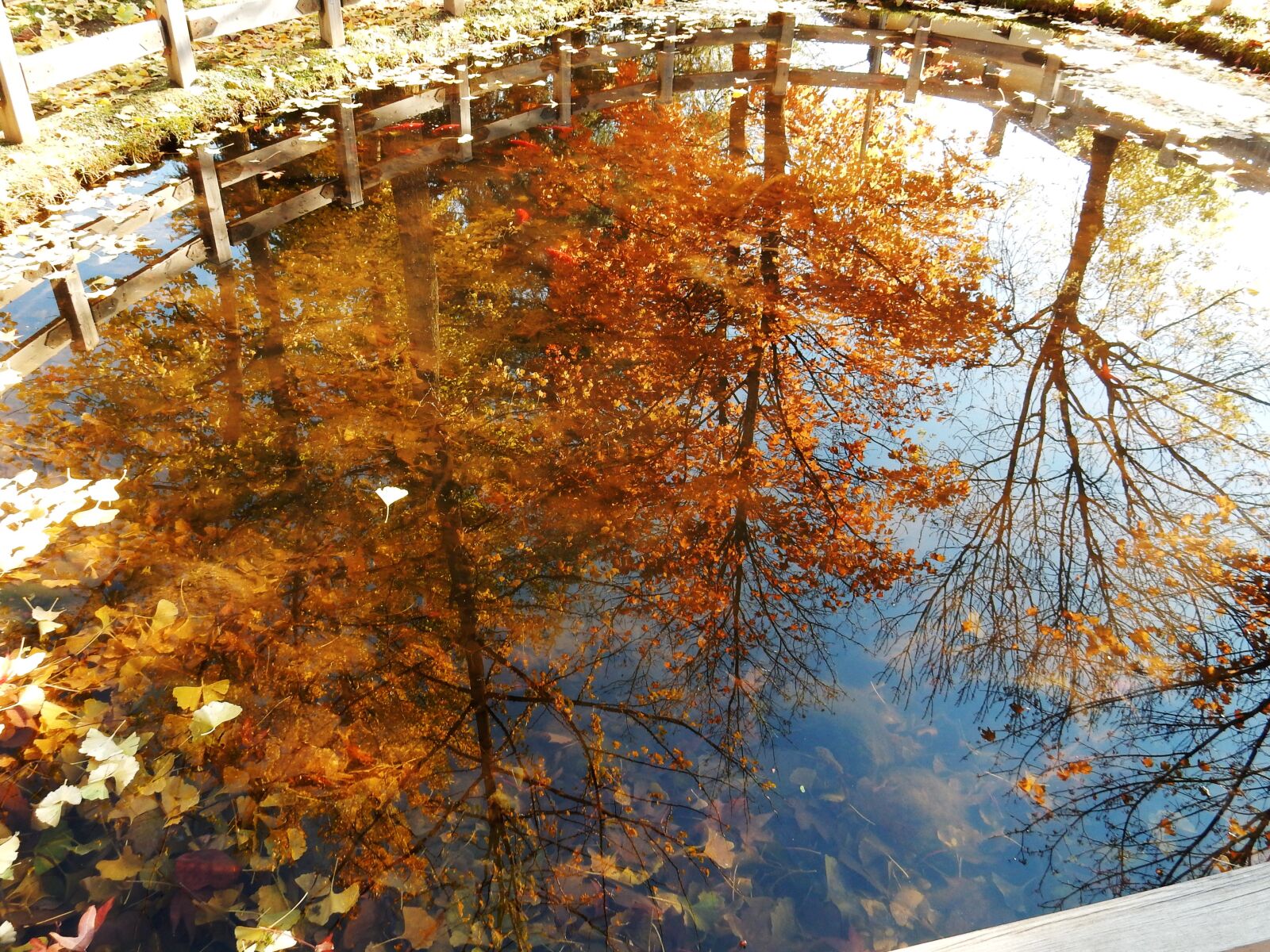 Nikon Coolpix S9700 sample photo. Nature, reflections, trees photography